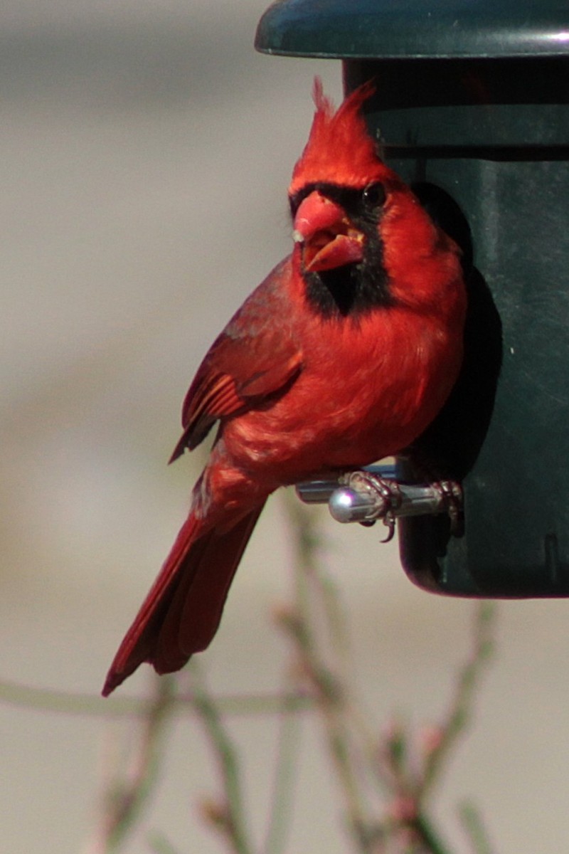 Northern Cardinal - ML632465078