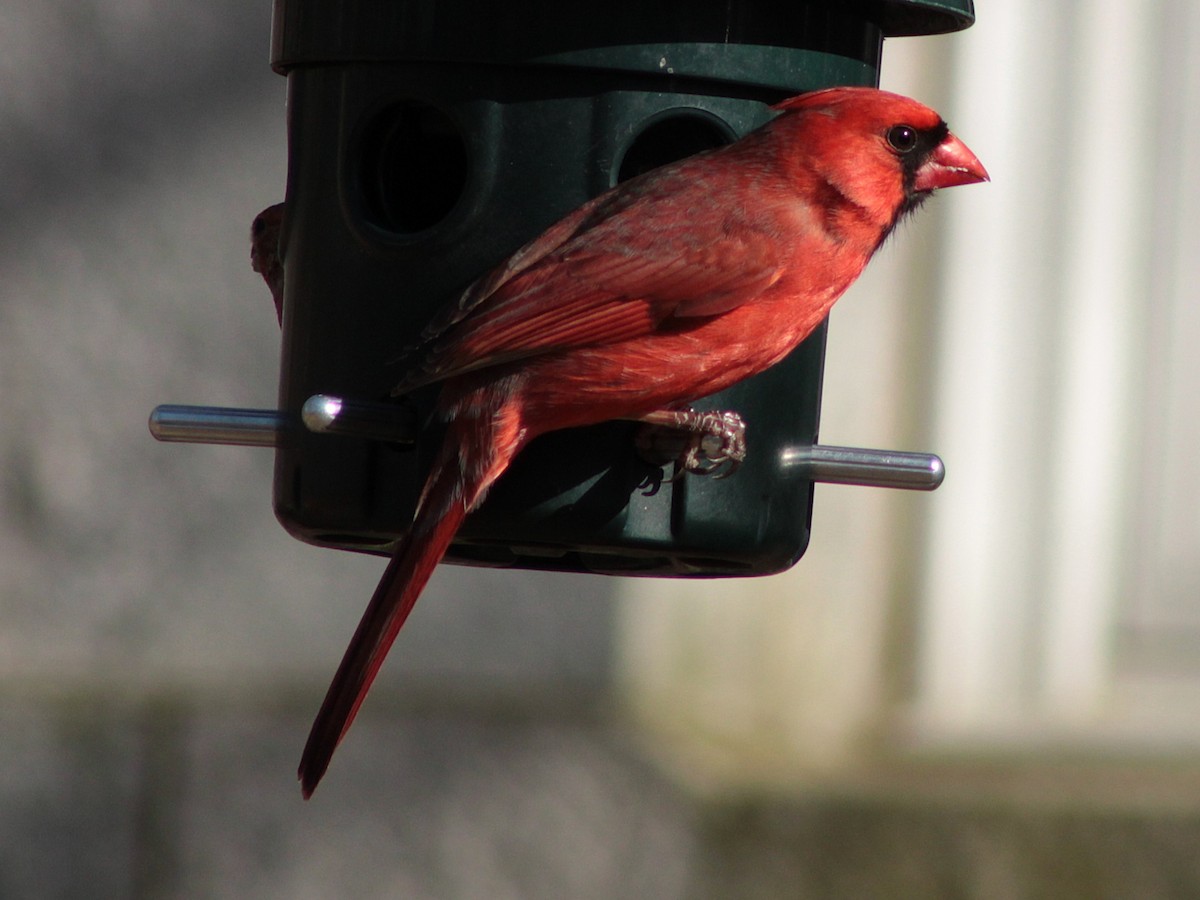 Northern Cardinal - ML632465079