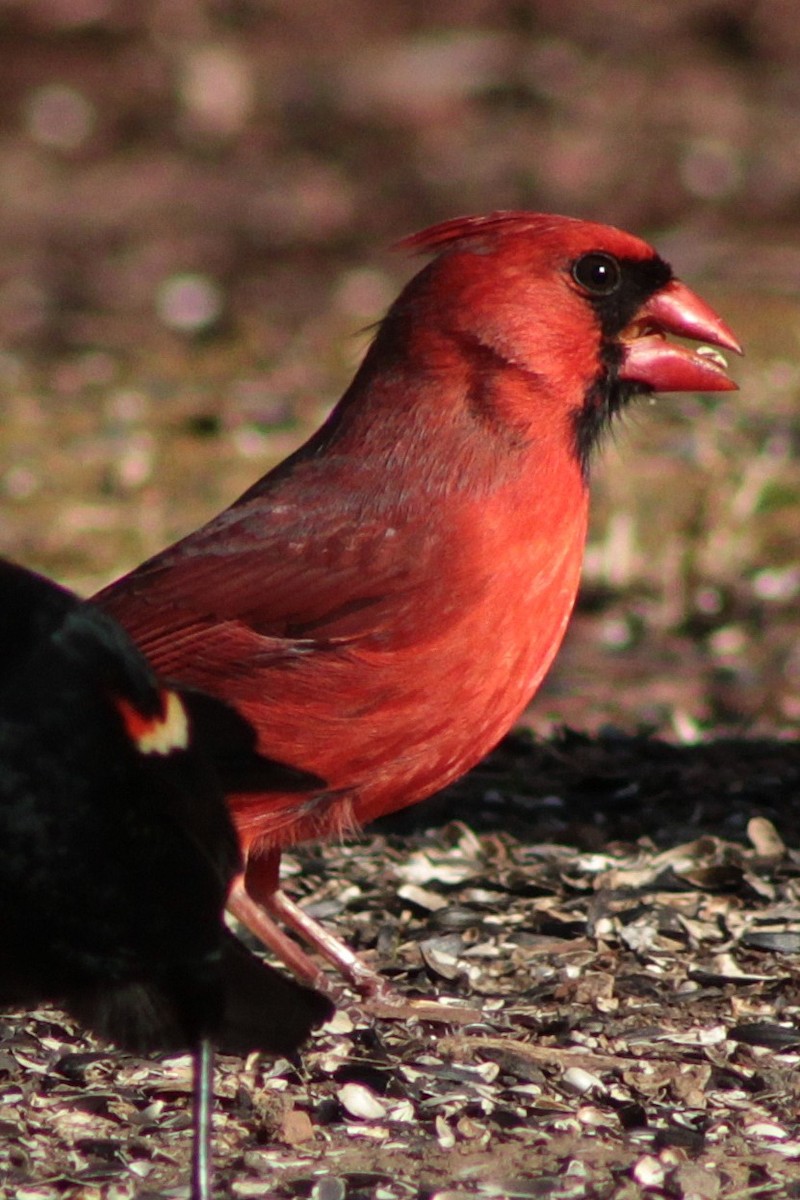 Northern Cardinal - ML632465081