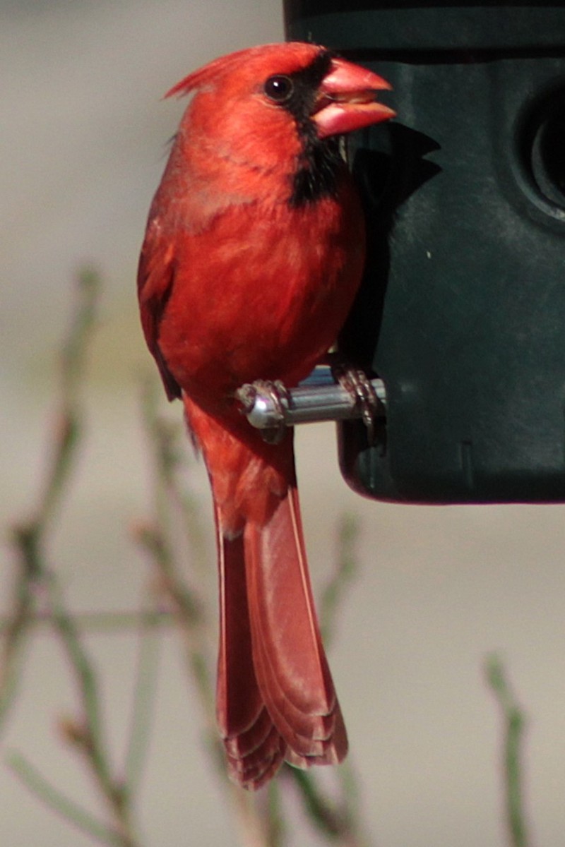 Northern Cardinal - ML632465082