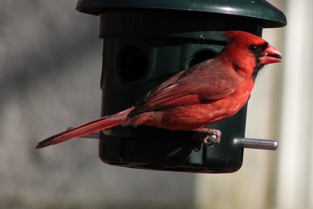 Northern Cardinal - ML632465085