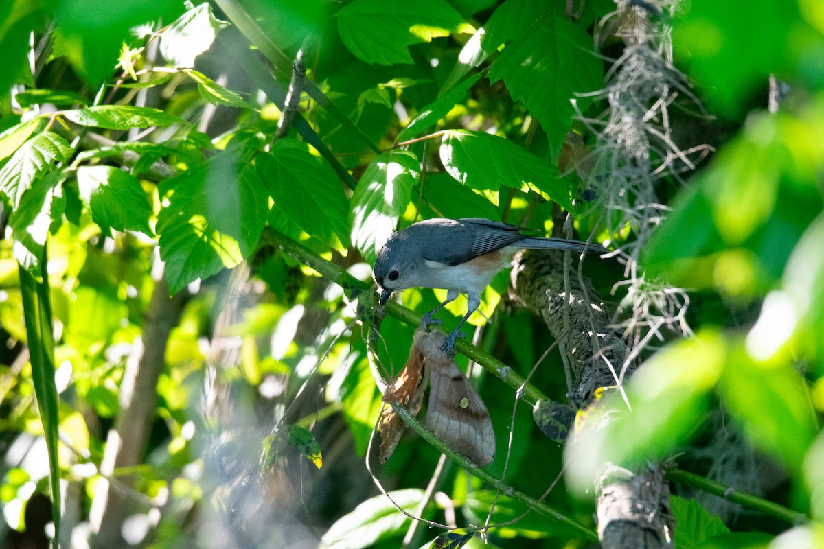 Tufted Titmouse - ML632465282