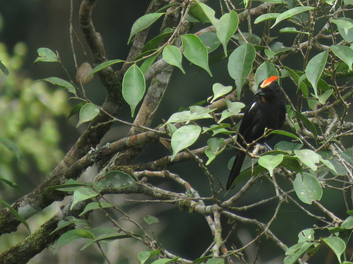 Flame-crested Tanager - ML632465610