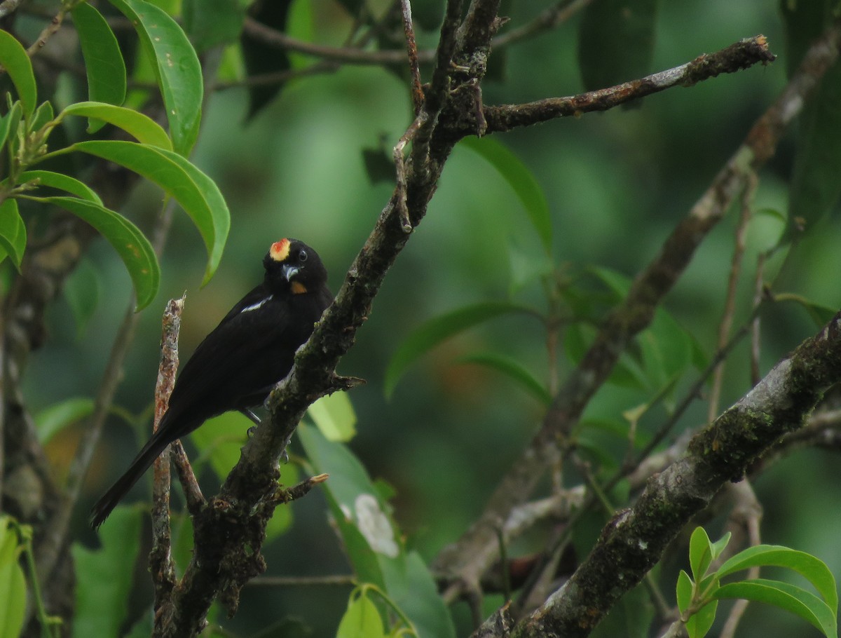 Flame-crested Tanager - ML632465632