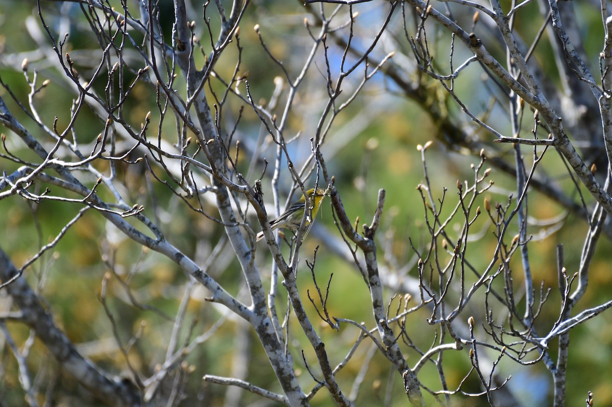 Paruline des pins - ML632465636