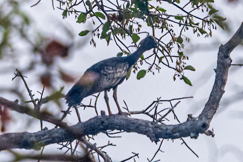 Giant Ibis - ML632465645