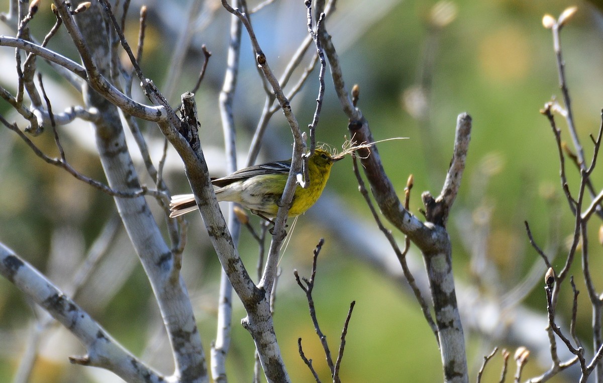 Paruline des pins - ML632465686