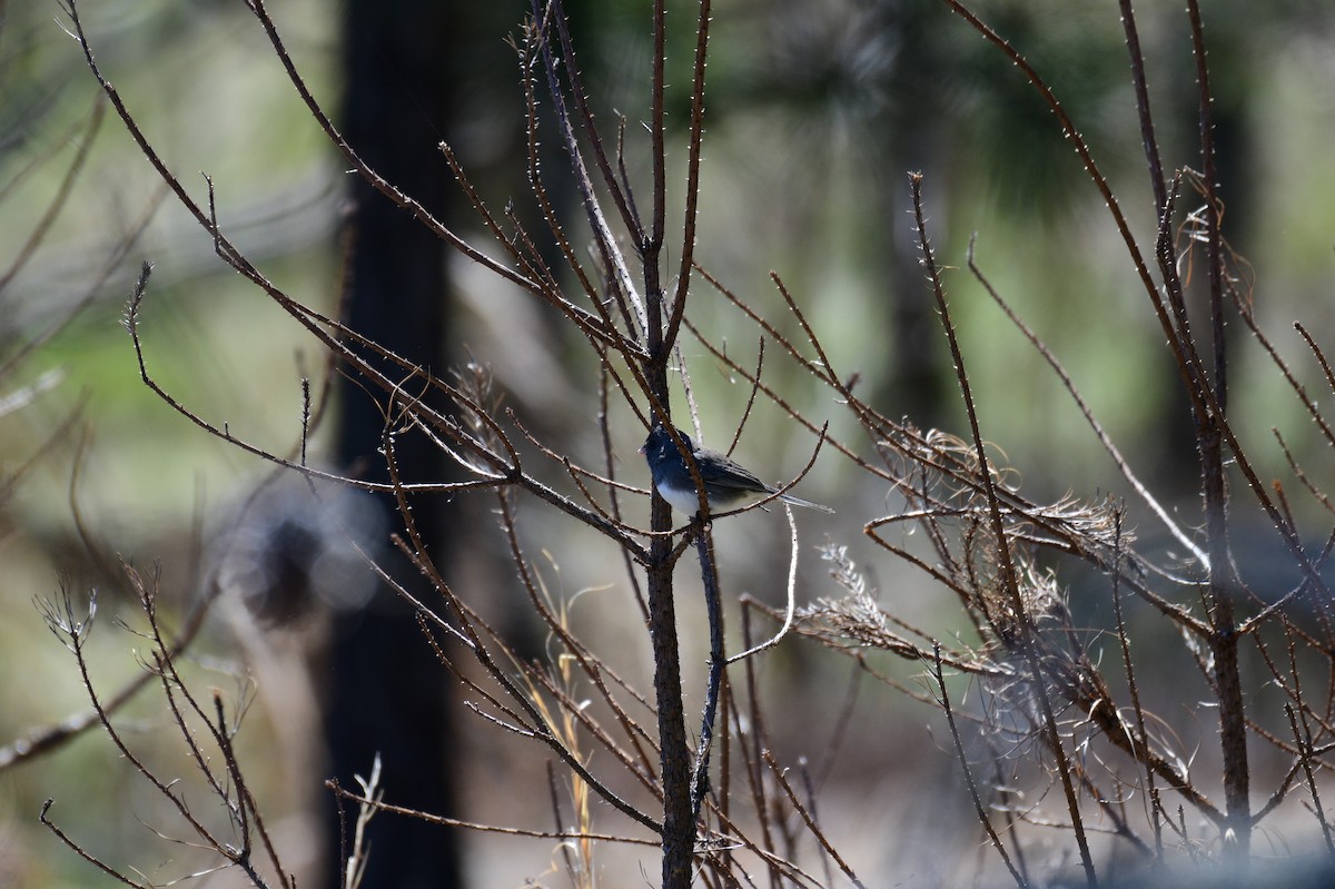 Junco ardoisé - ML632465827
