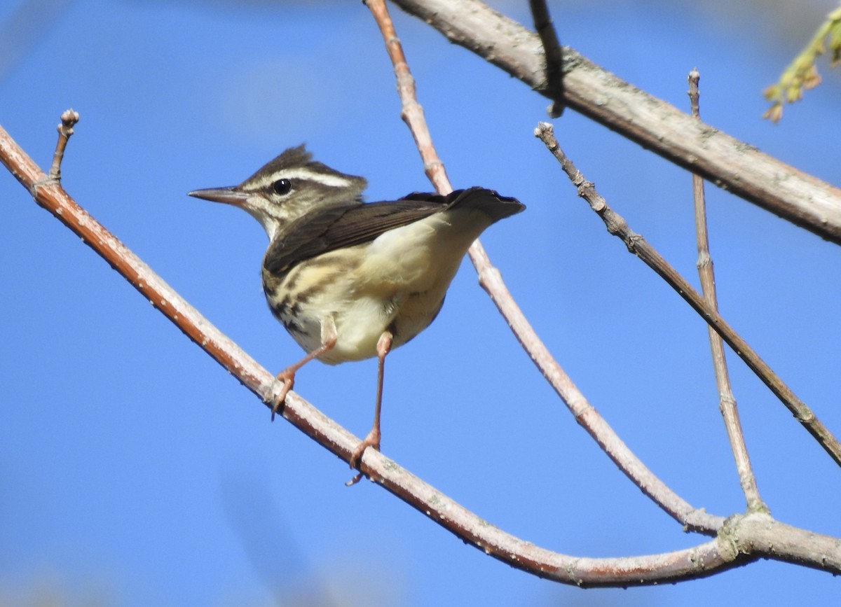 Paruline hochequeue - ML632465867
