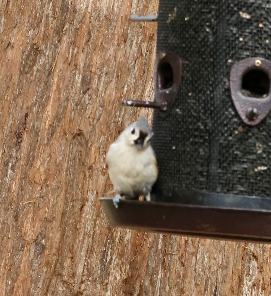 Tufted Titmouse - ML632465872