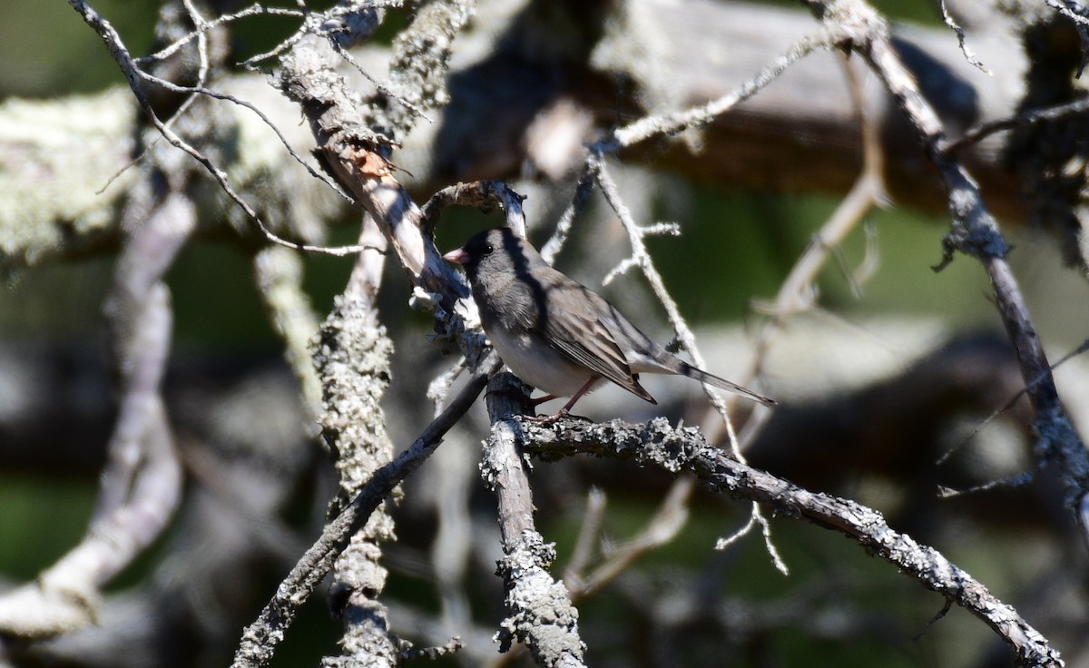 Junco ardoisé - ML632465880