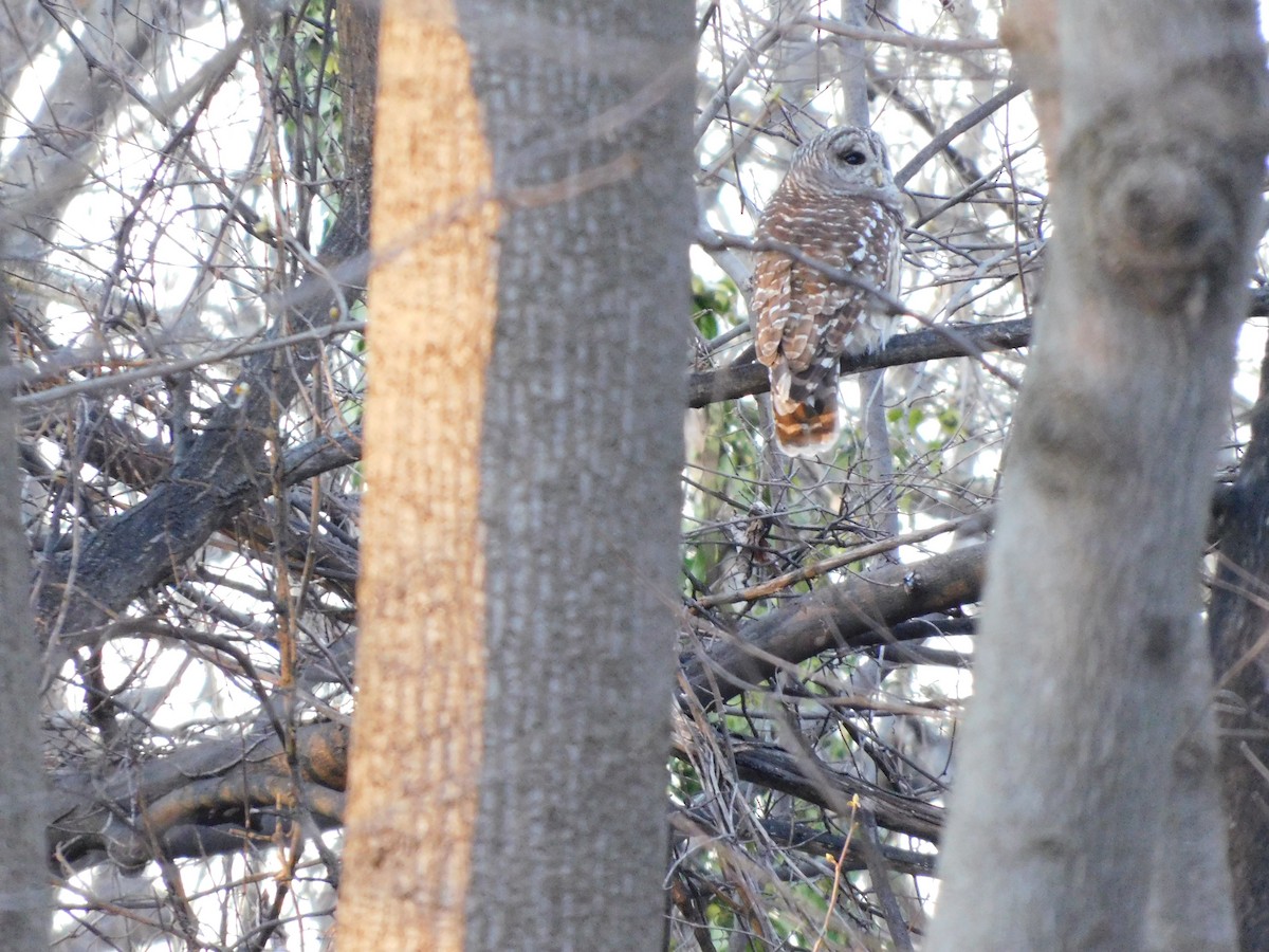 Barred Owl - ML632465905