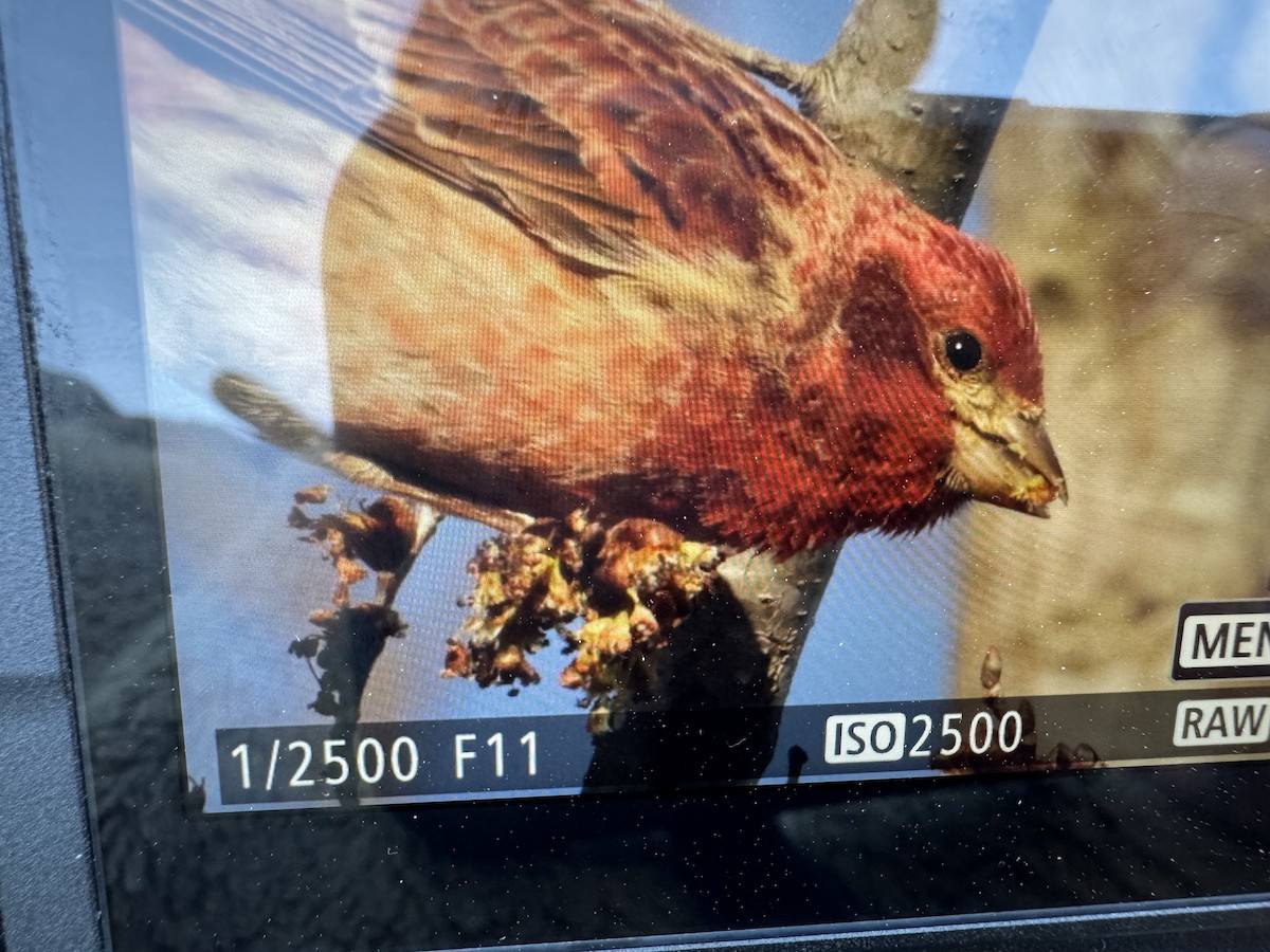 hýl nachový - ML632466011