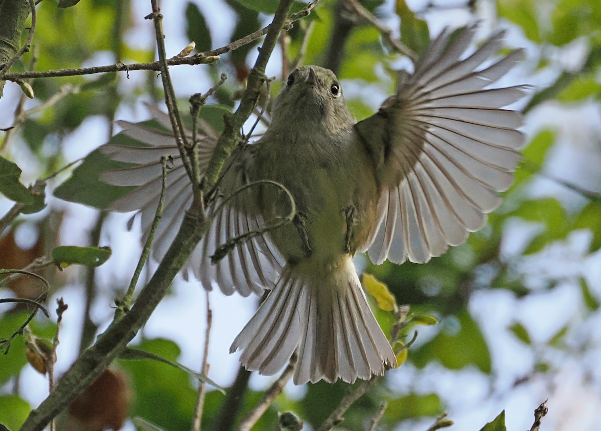 Hutton's Vireo - ML632466135