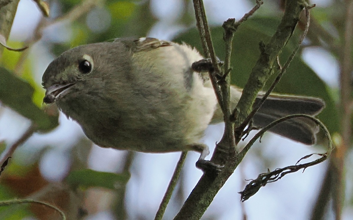 Hutton's Vireo - ML632466138