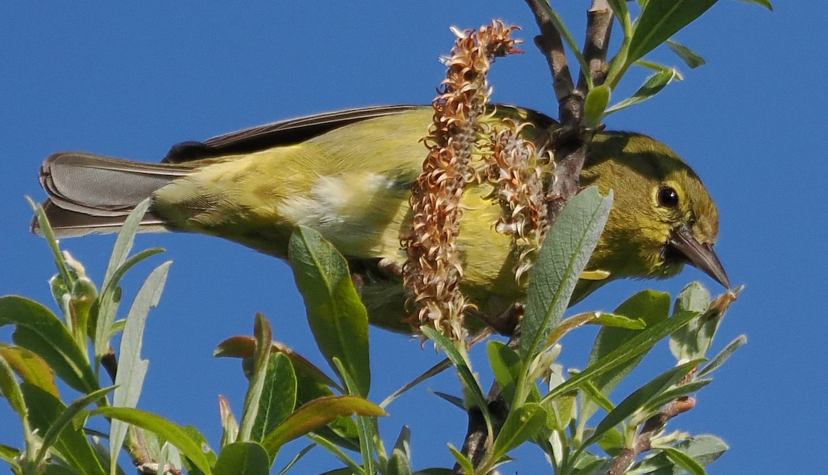 Orange-crowned Warbler - ML632466181