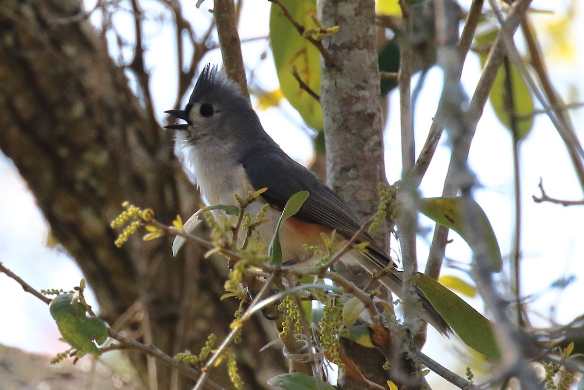 Tufted Titmouse - ML632466295