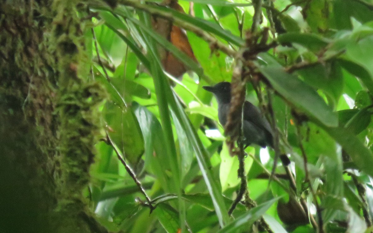 Plain-winged Antshrike - ML632466338