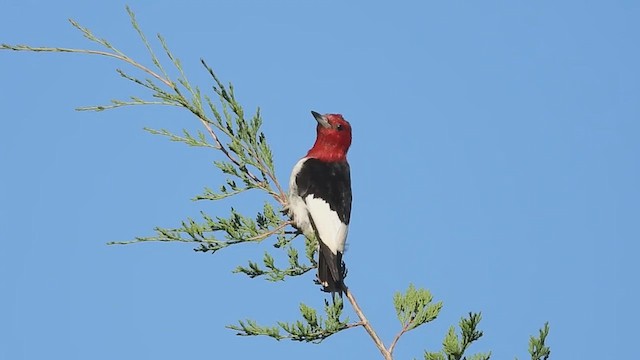 Red-headed Woodpecker - ML632466355