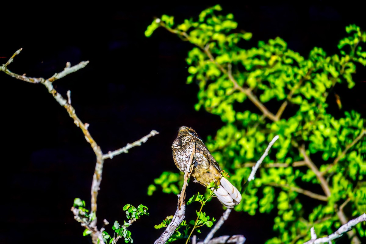 Yucatan Nightjar - ML632466661