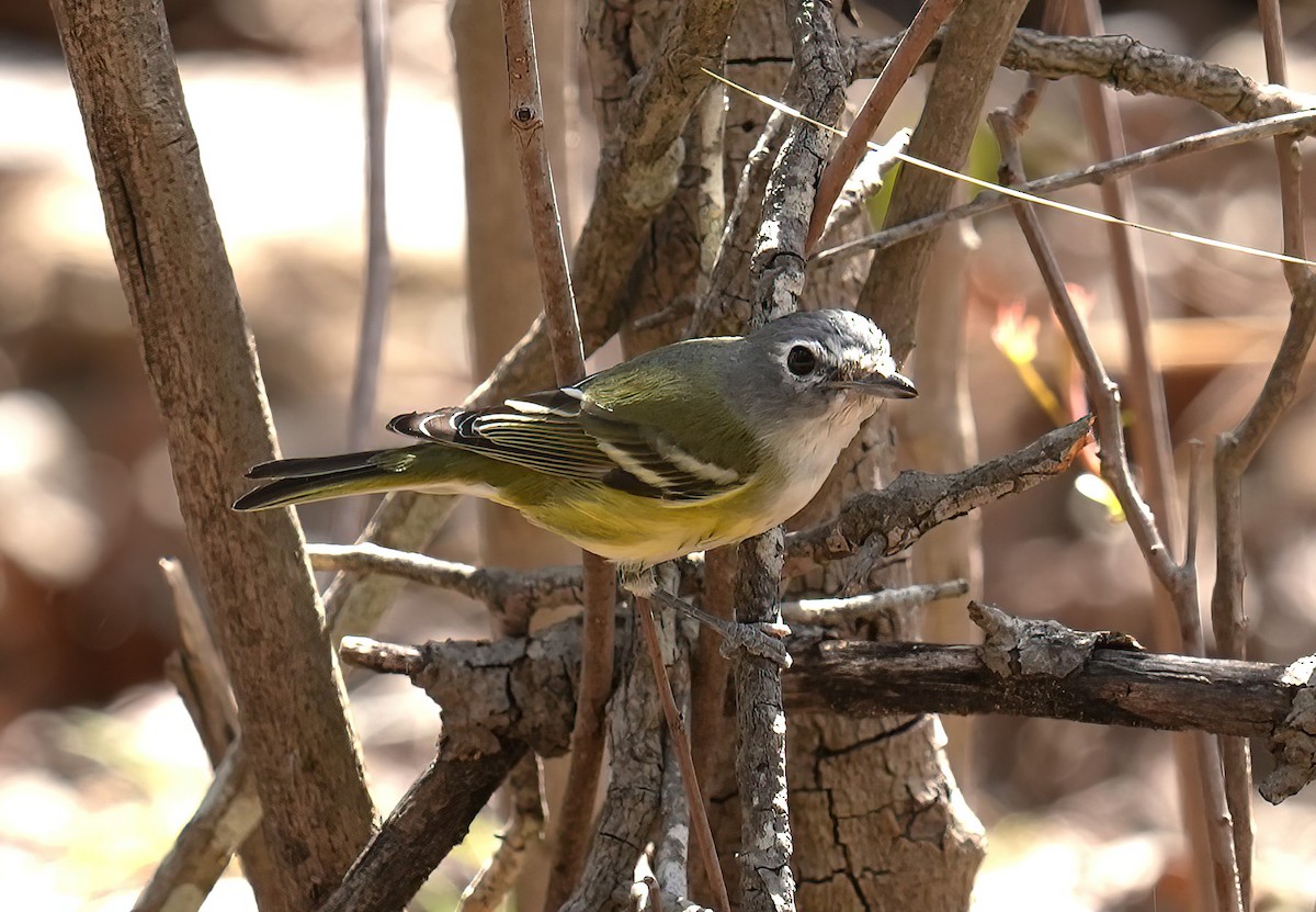 Graukopfvireo - ML632466689