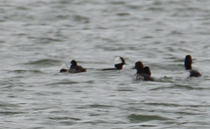 Bufflehead - ML632466742