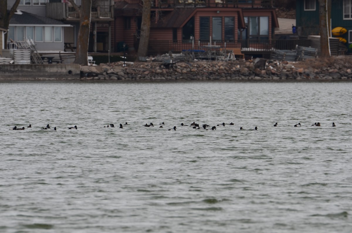 Lesser Scaup - ML632466769