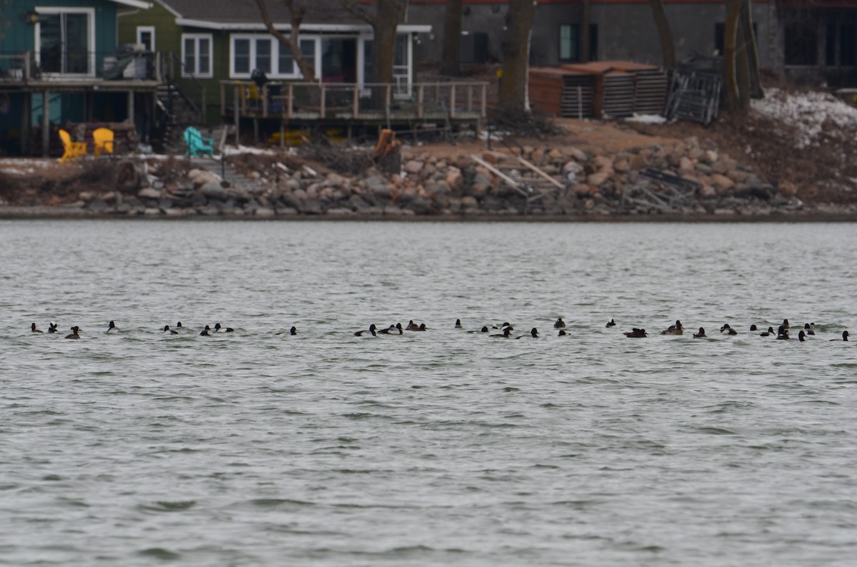 Lesser Scaup - ML632466771
