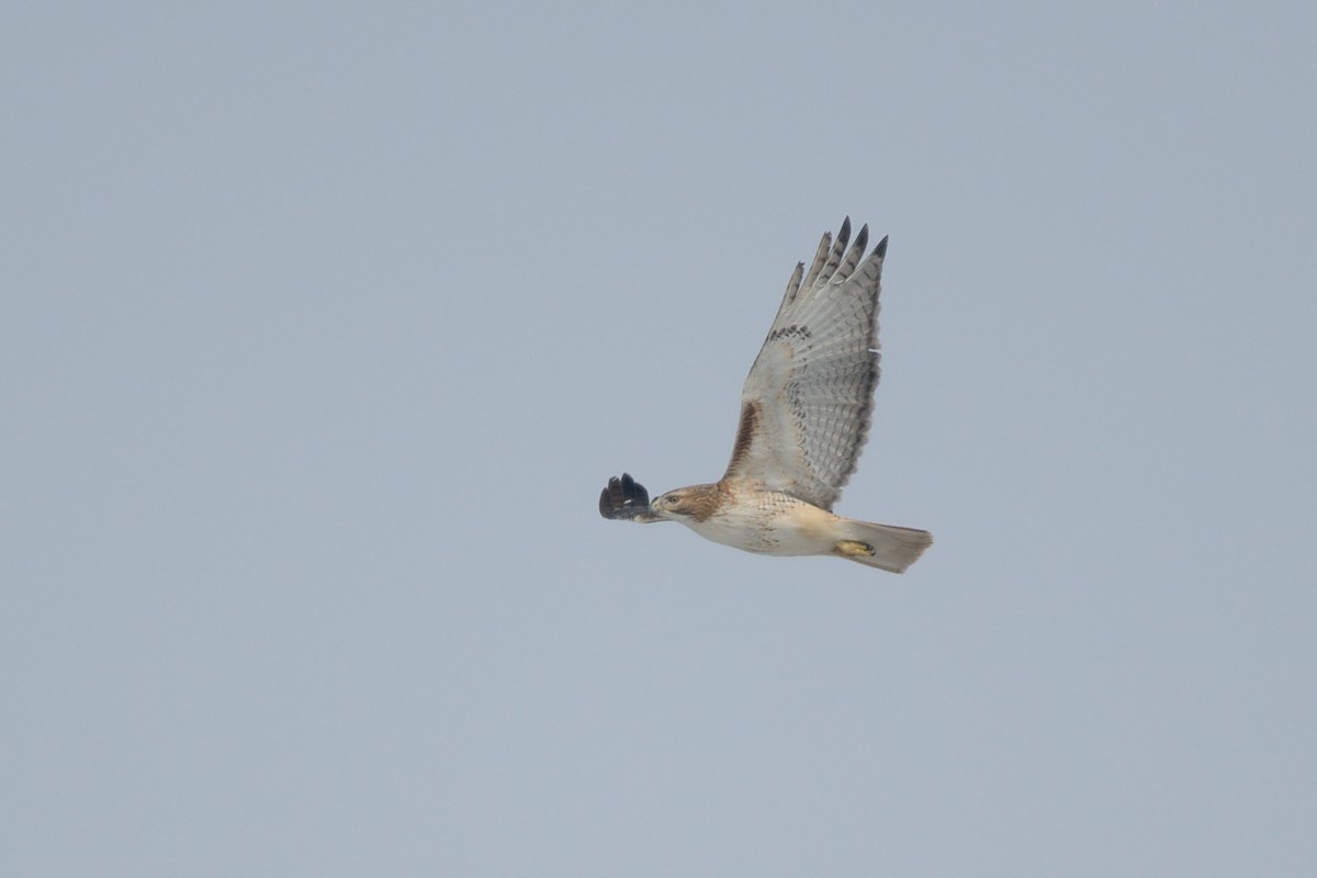 Red-tailed Hawk - Ivan Wiljanen