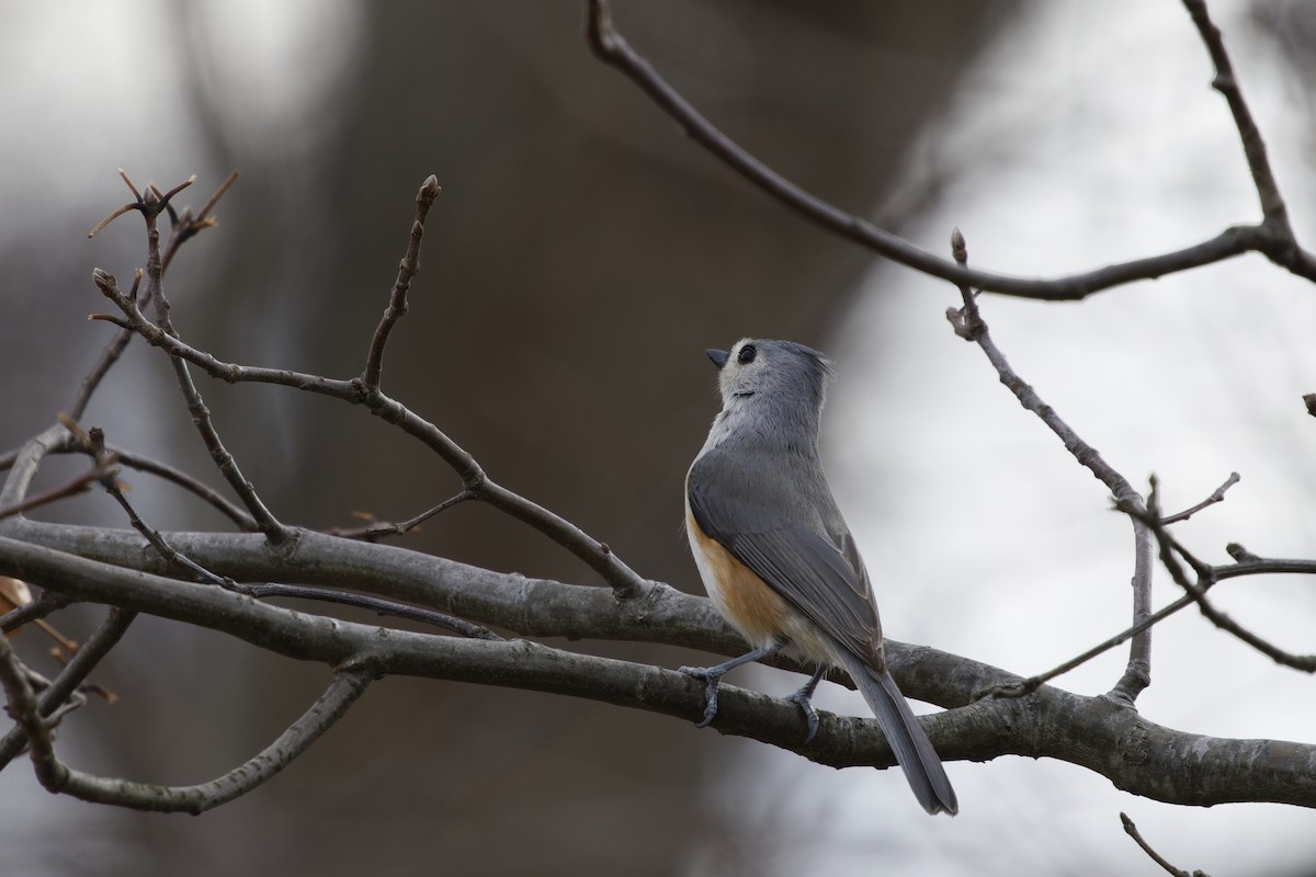Tufted Titmouse - ML632466860