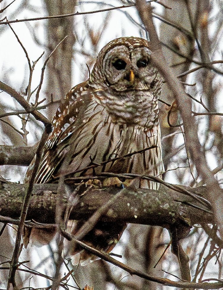 Barred Owl - ML632466920