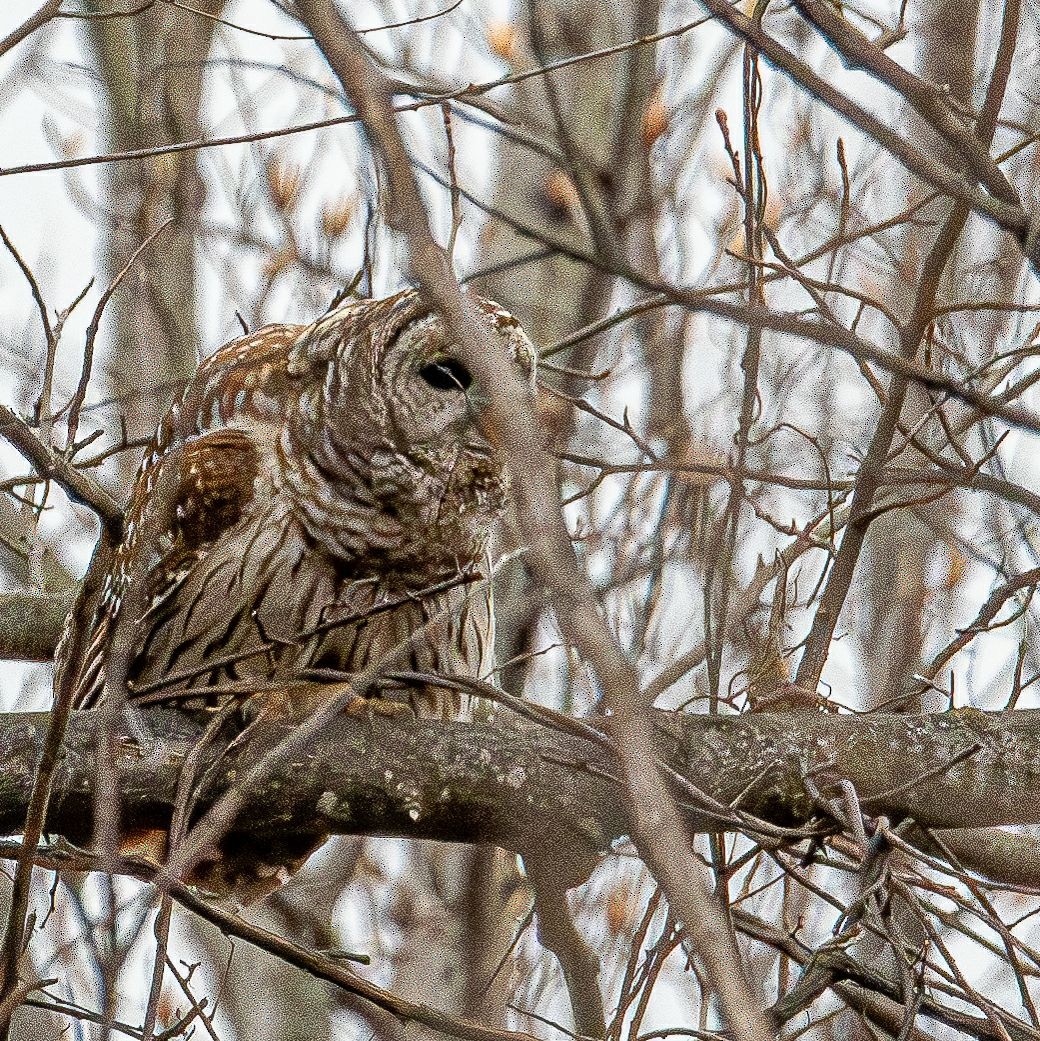 Barred Owl - ML632466921
