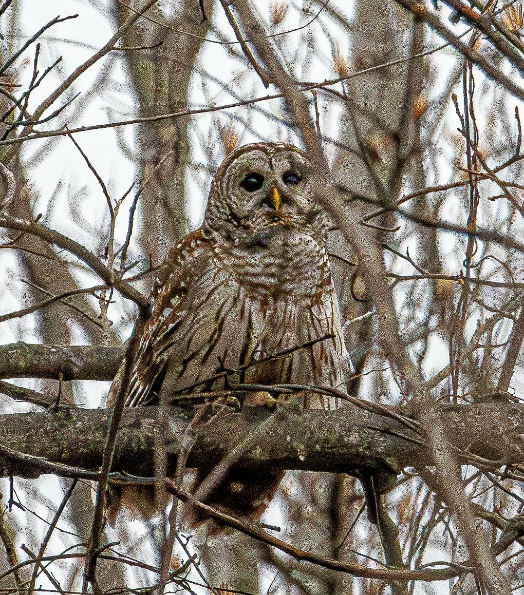 Barred Owl - ML632466922