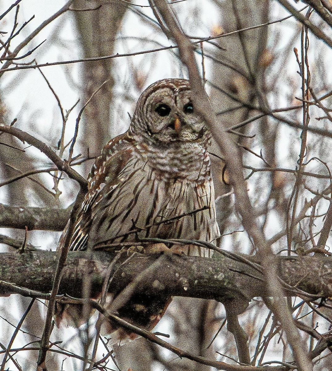 Barred Owl - ML632466923