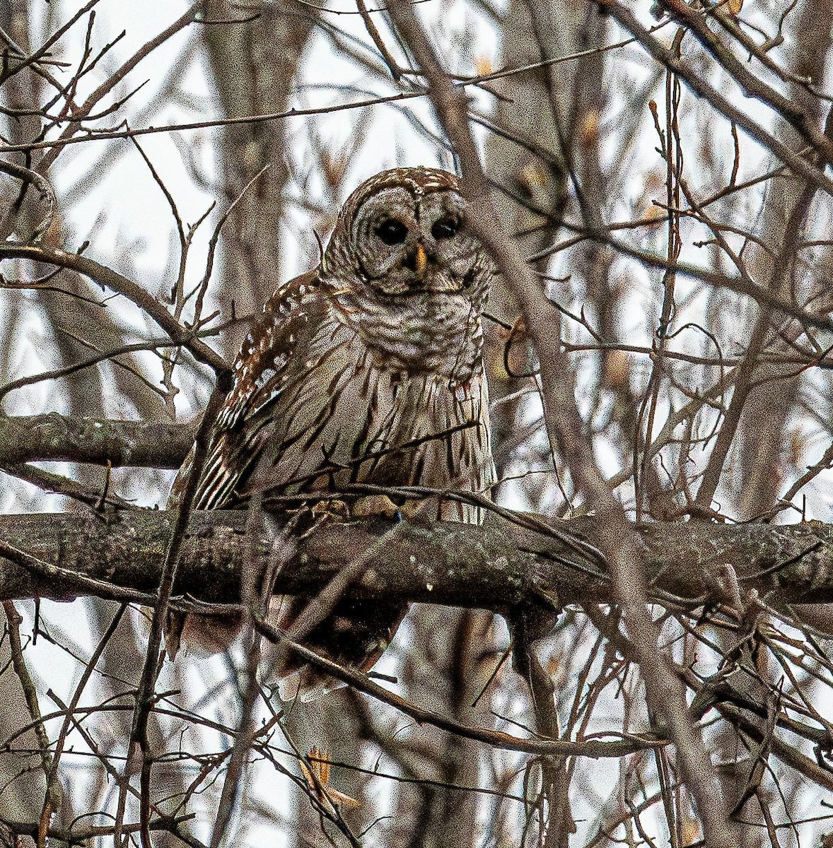 Barred Owl - ML632466924