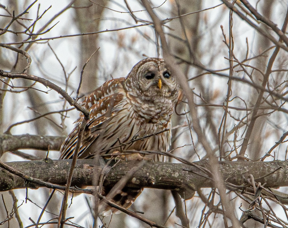 Barred Owl - ML632466925