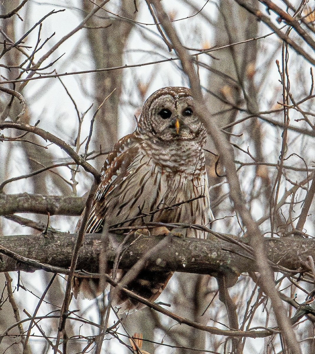 Barred Owl - ML632466927