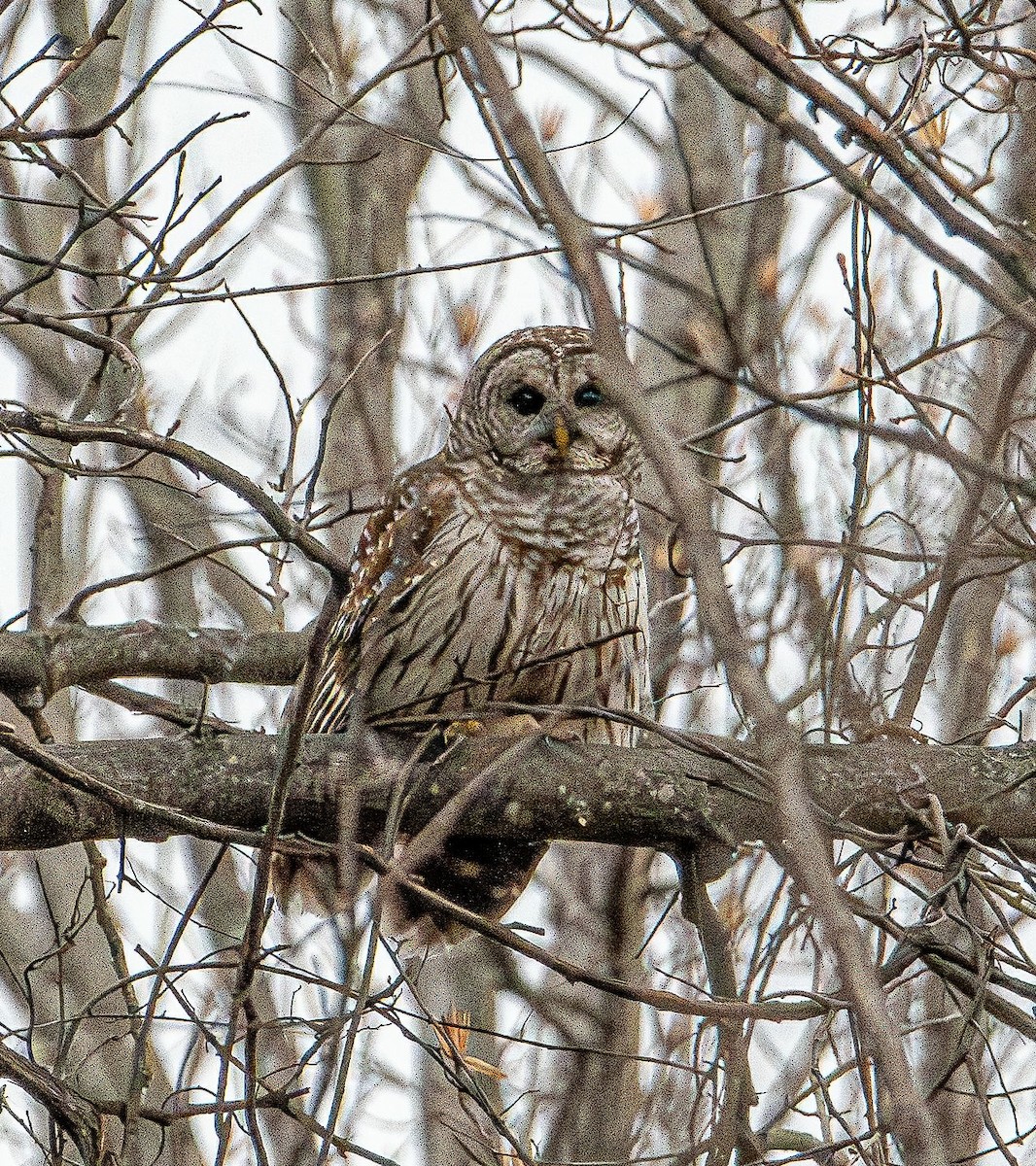 Barred Owl - ML632466928