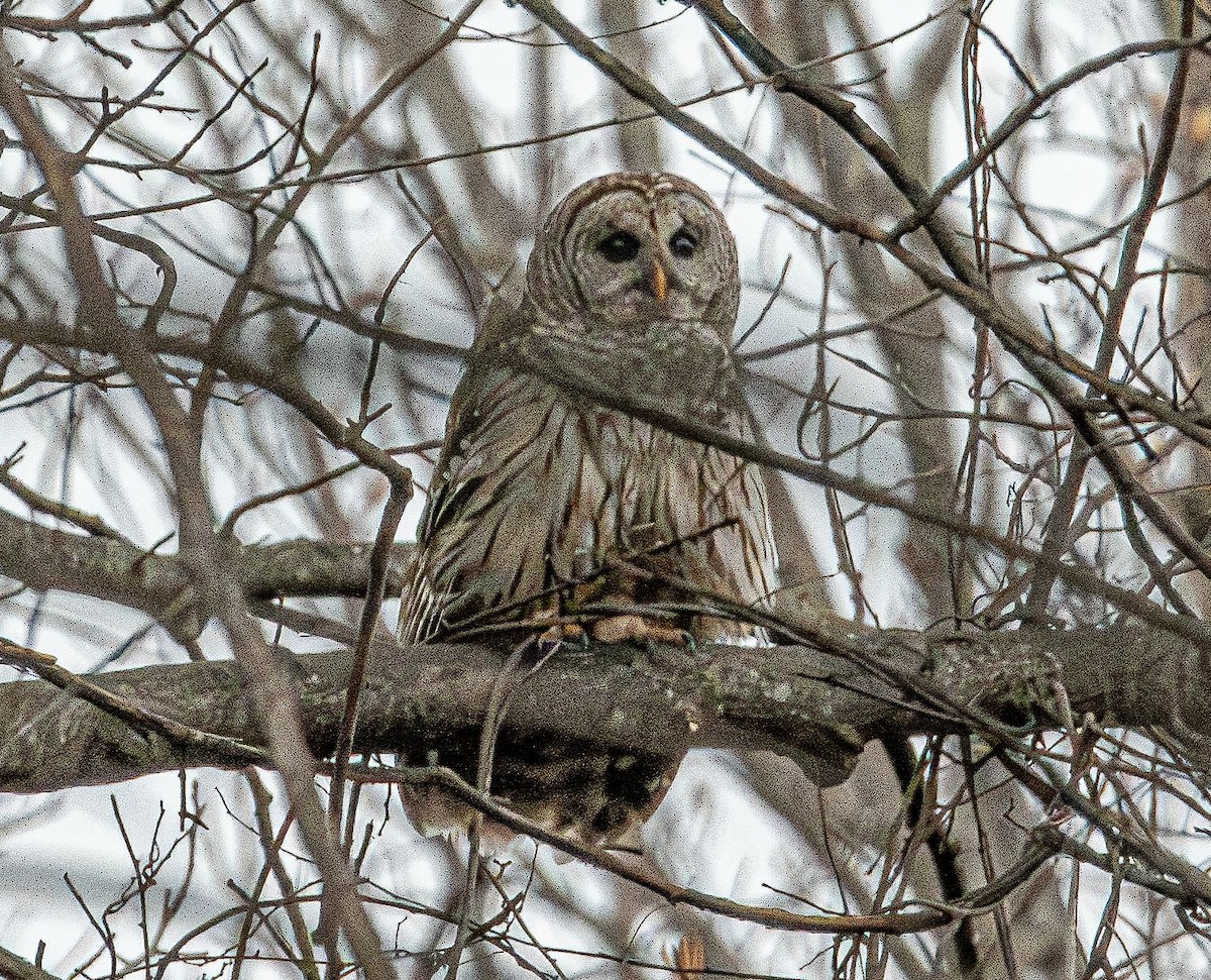 Barred Owl - ML632466929