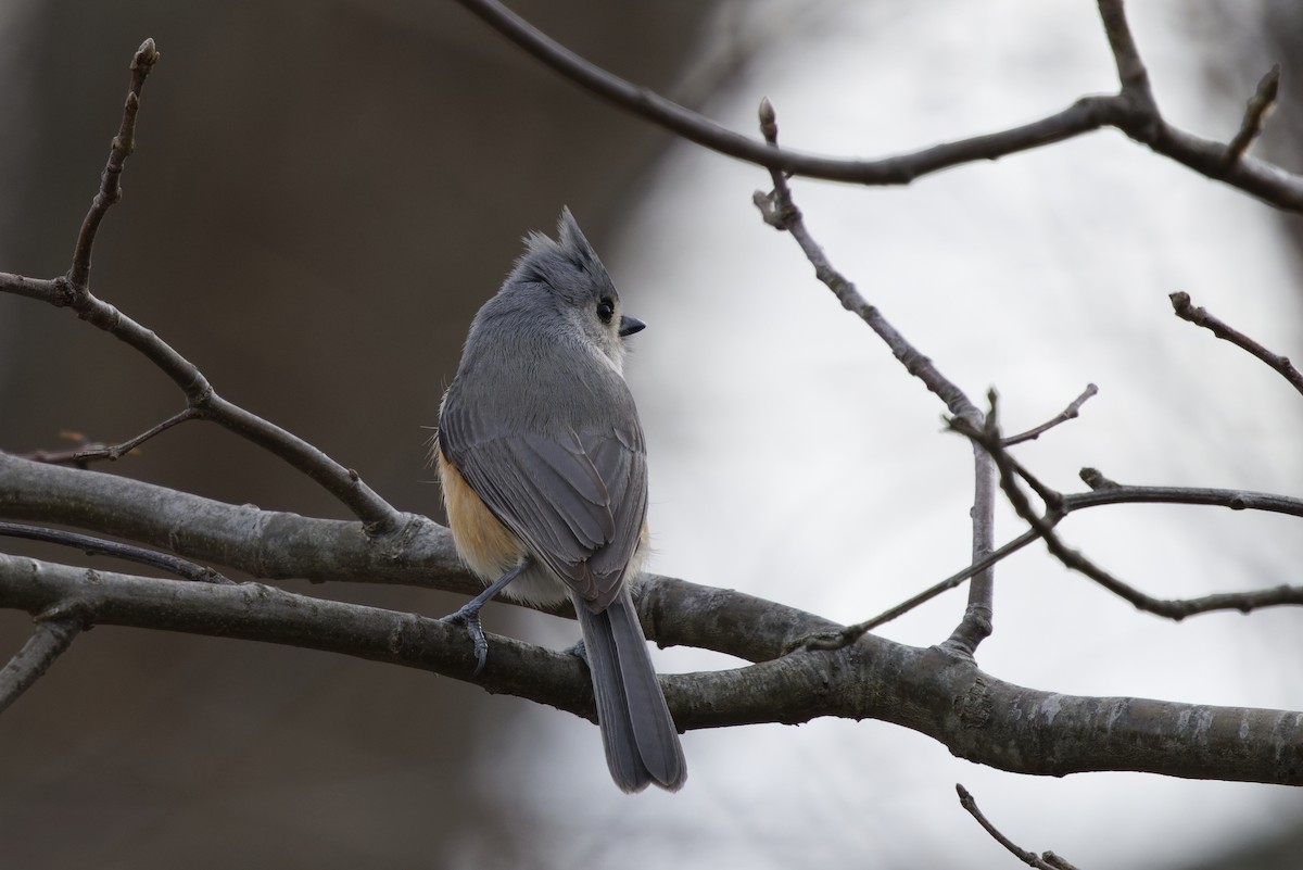 Tufted Titmouse - ML632466983