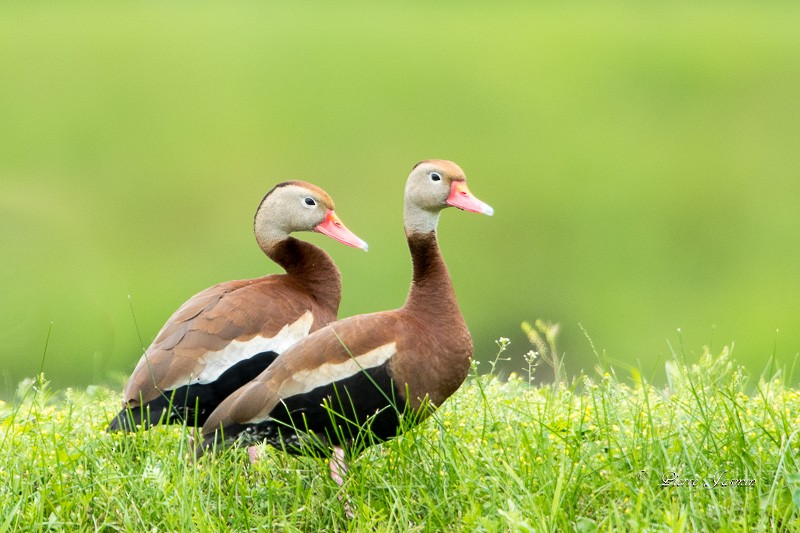 Black-bellied Whistling-Duck - ML63246701