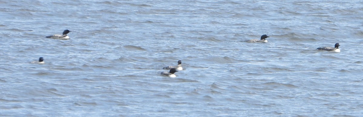 Common Loon - ML632467050
