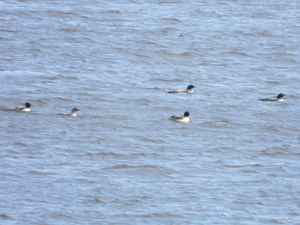 Common Loon - ML632467051