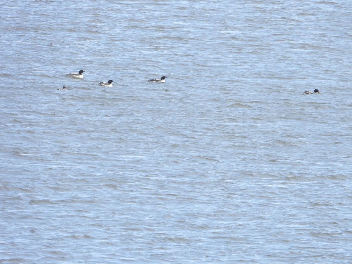 Common Loon - ML632467052