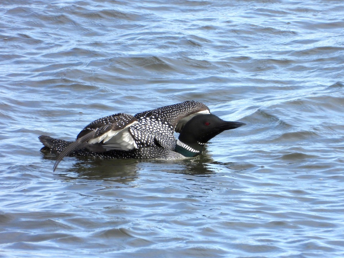 Common Loon - ML632467053