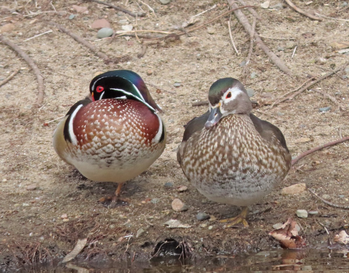 Wood Duck - ML632467102