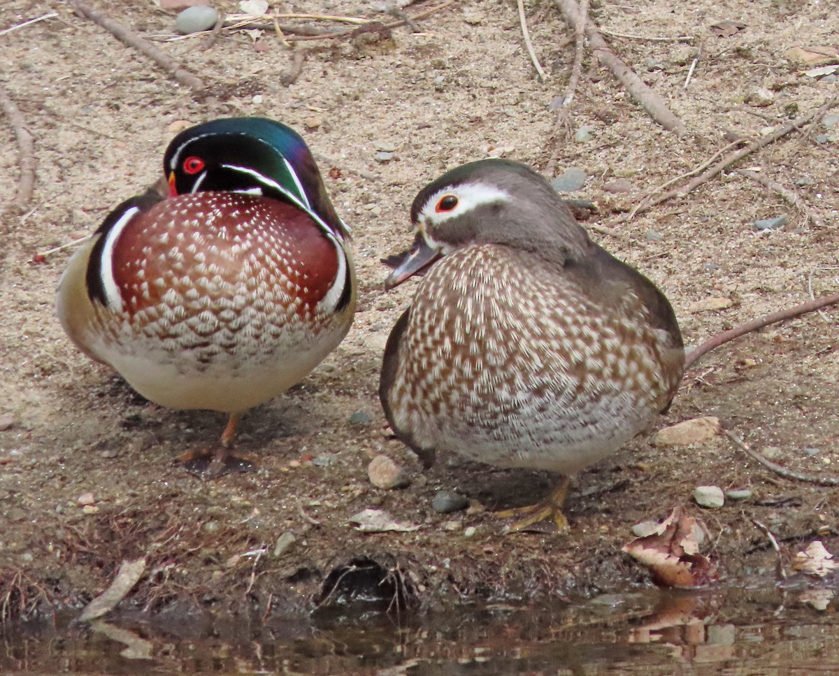 Wood Duck - ML632467103
