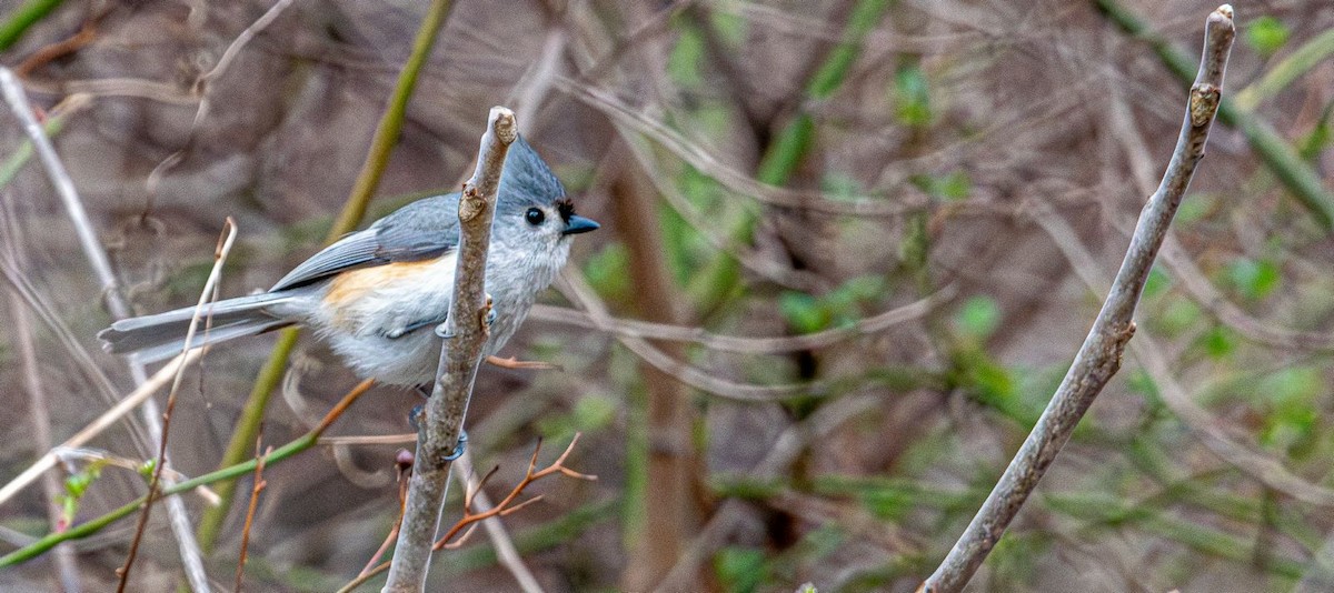 Tufted Titmouse - ML632467104