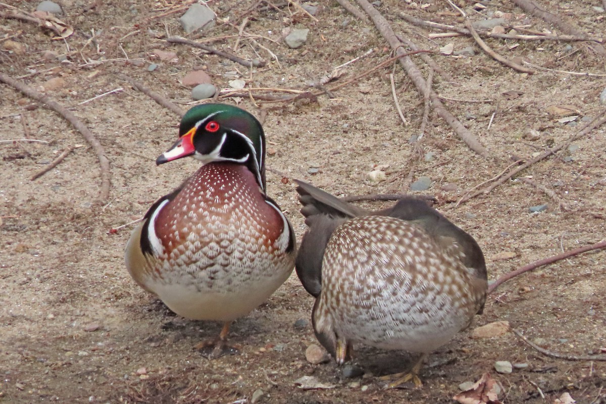 Wood Duck - ML632467106