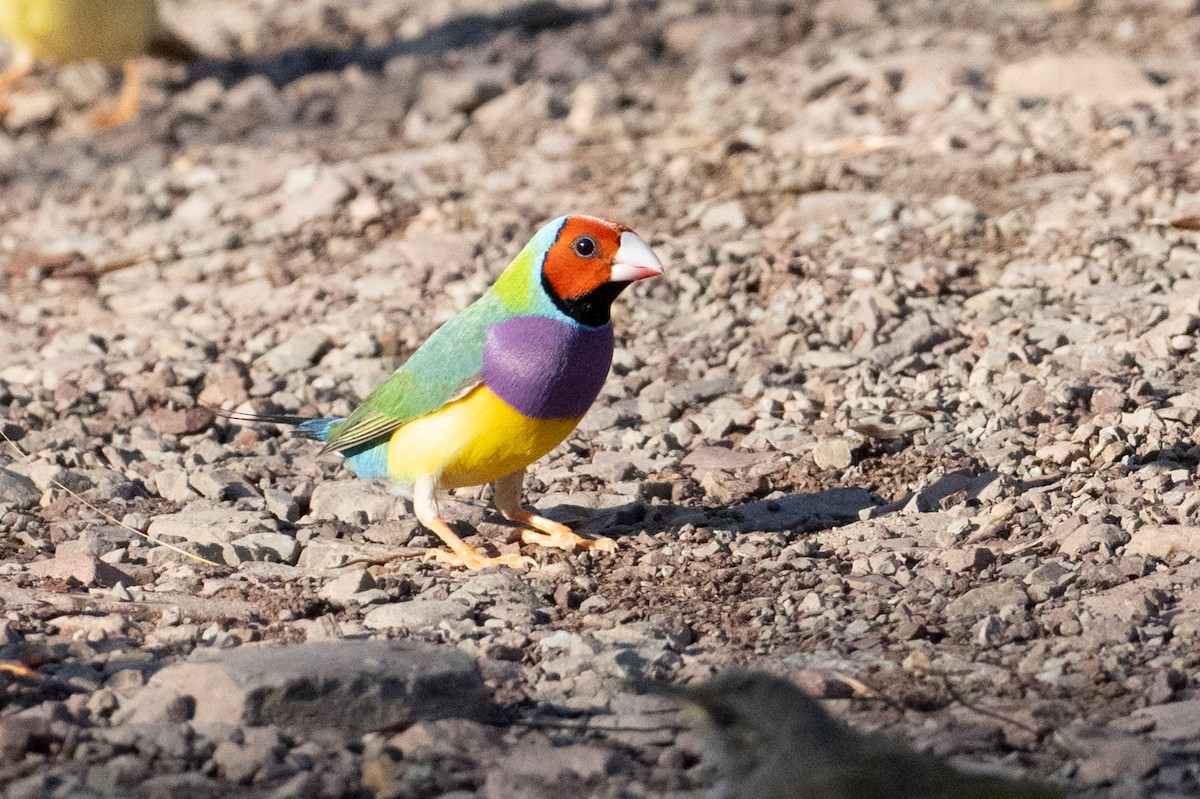 Gouldian Finch - ML632467137